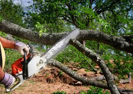 Best Arborist Consultation Services  in Calumet City, IL