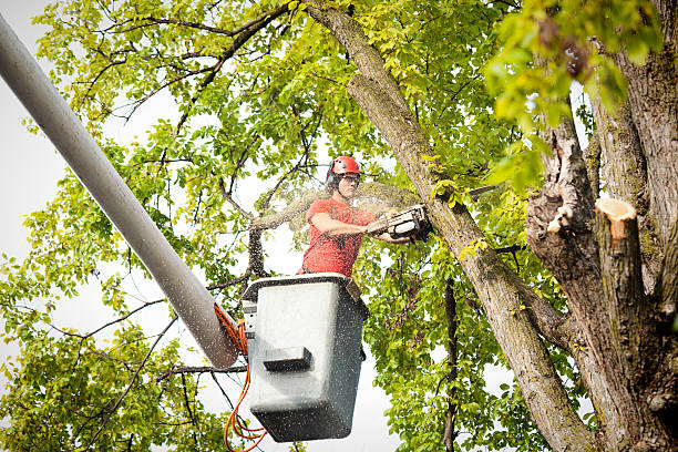 Reliable Calumet City, IL Tree Care Solutions